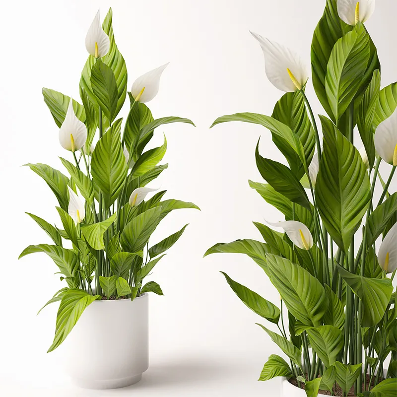 decoration – Spathiphyllum plant 1 3ds Max