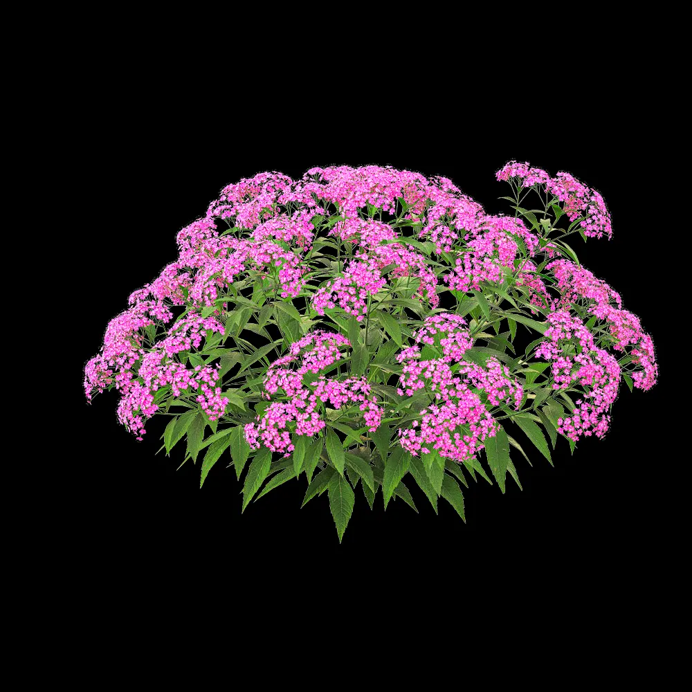 decoration – Spiraea japonica 03 3ds Max