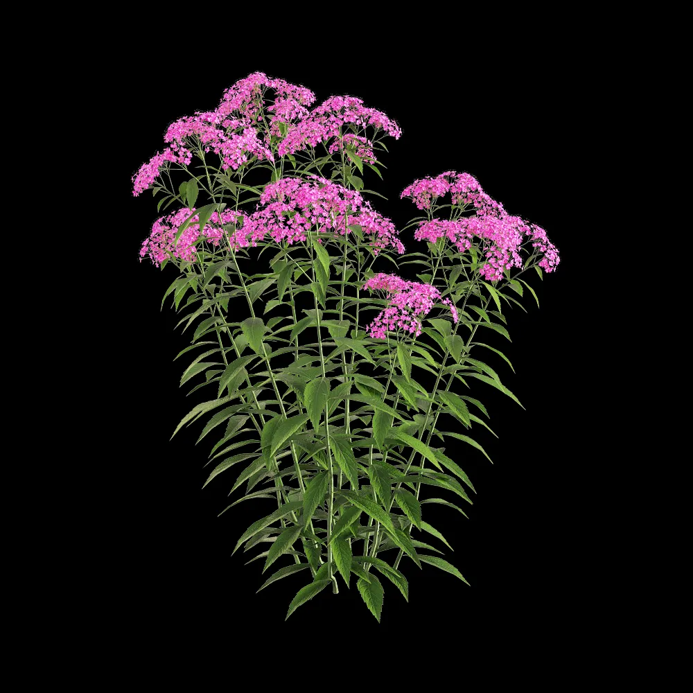 decoration – Spiraea japonica 1 3ds Max