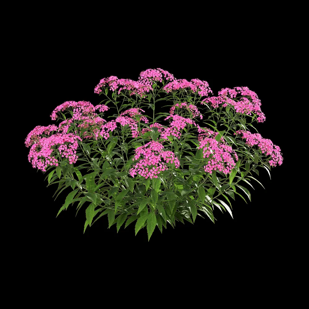 decoration – Spiraea japonica 2 3ds Max