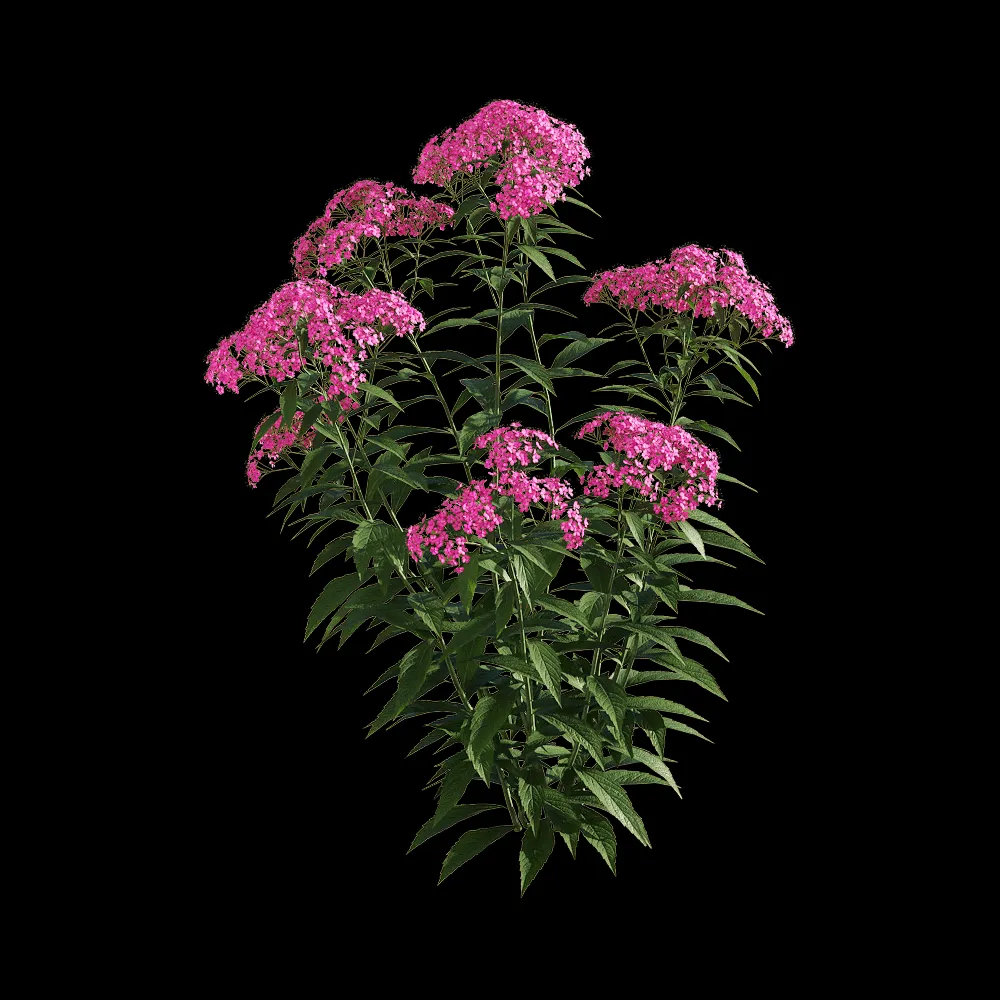 decoration – Spiraea japonica 4 3ds Max