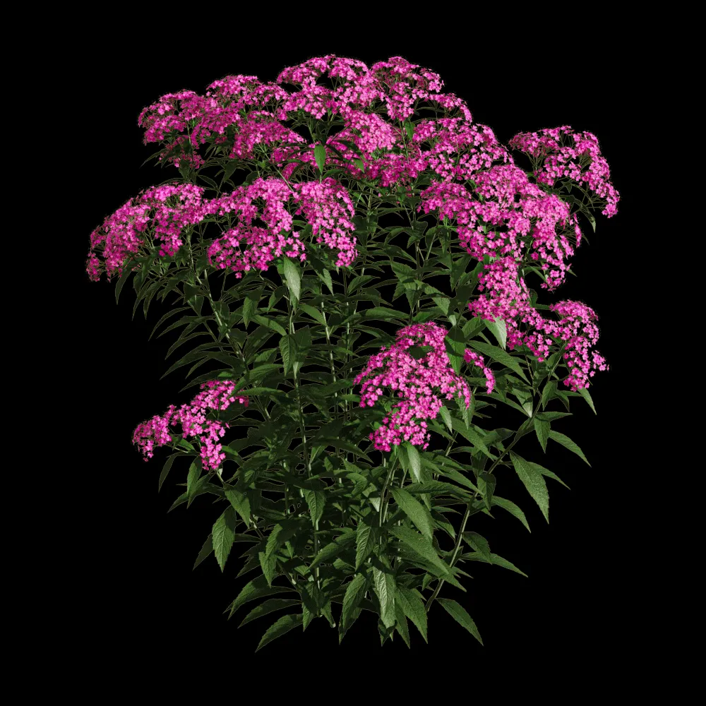 decoration – Spiraea japonica 5 3ds Max