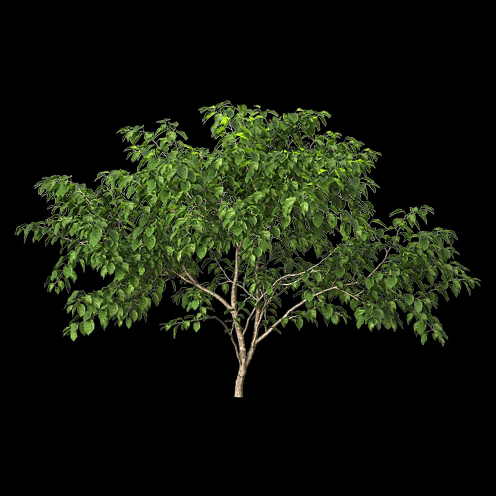 decoration – Stachyuru praecox 1 3ds Max