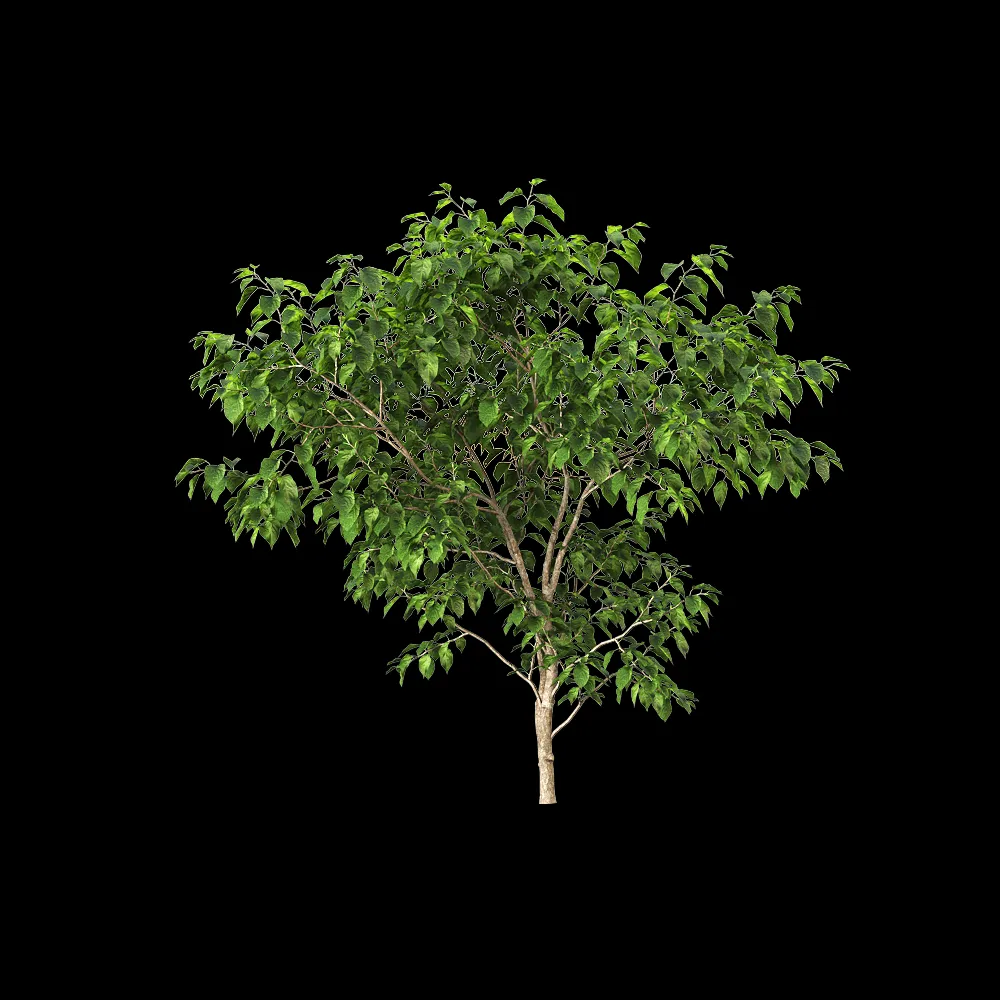 decoration – Stachyuru praecox 2 3ds Max