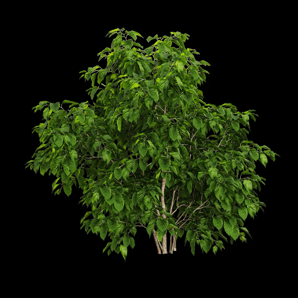 decoration – Stachyuru praecox 3 3ds Max