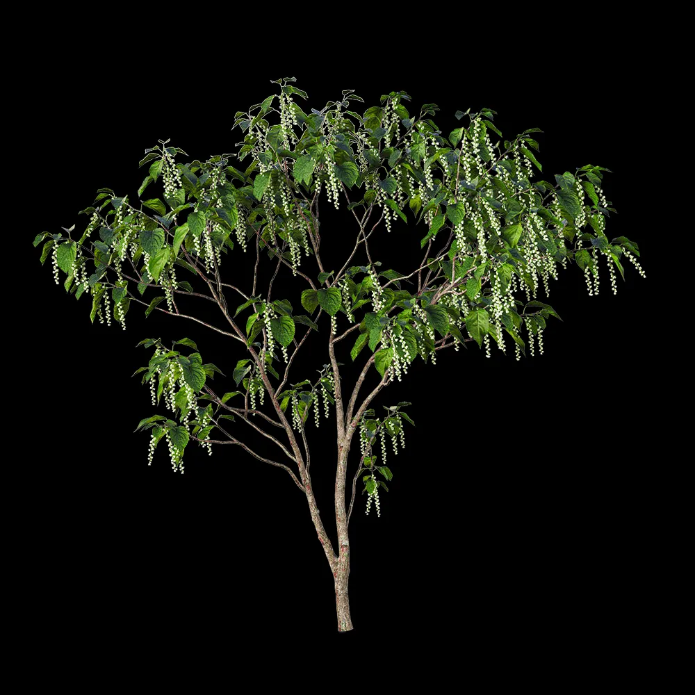 decoration – Stachyuru praecox 4 3ds Max