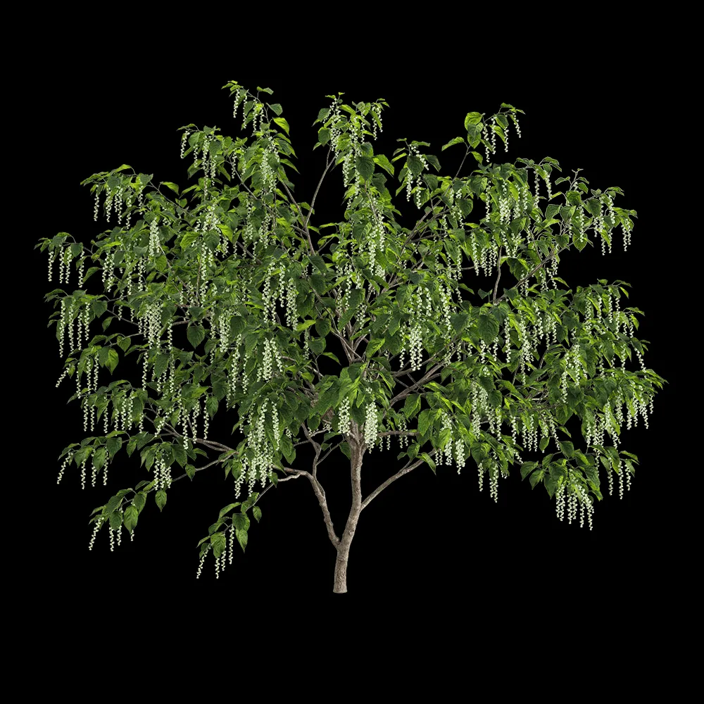 decoration – Stachyuru praecox 5 3ds Max