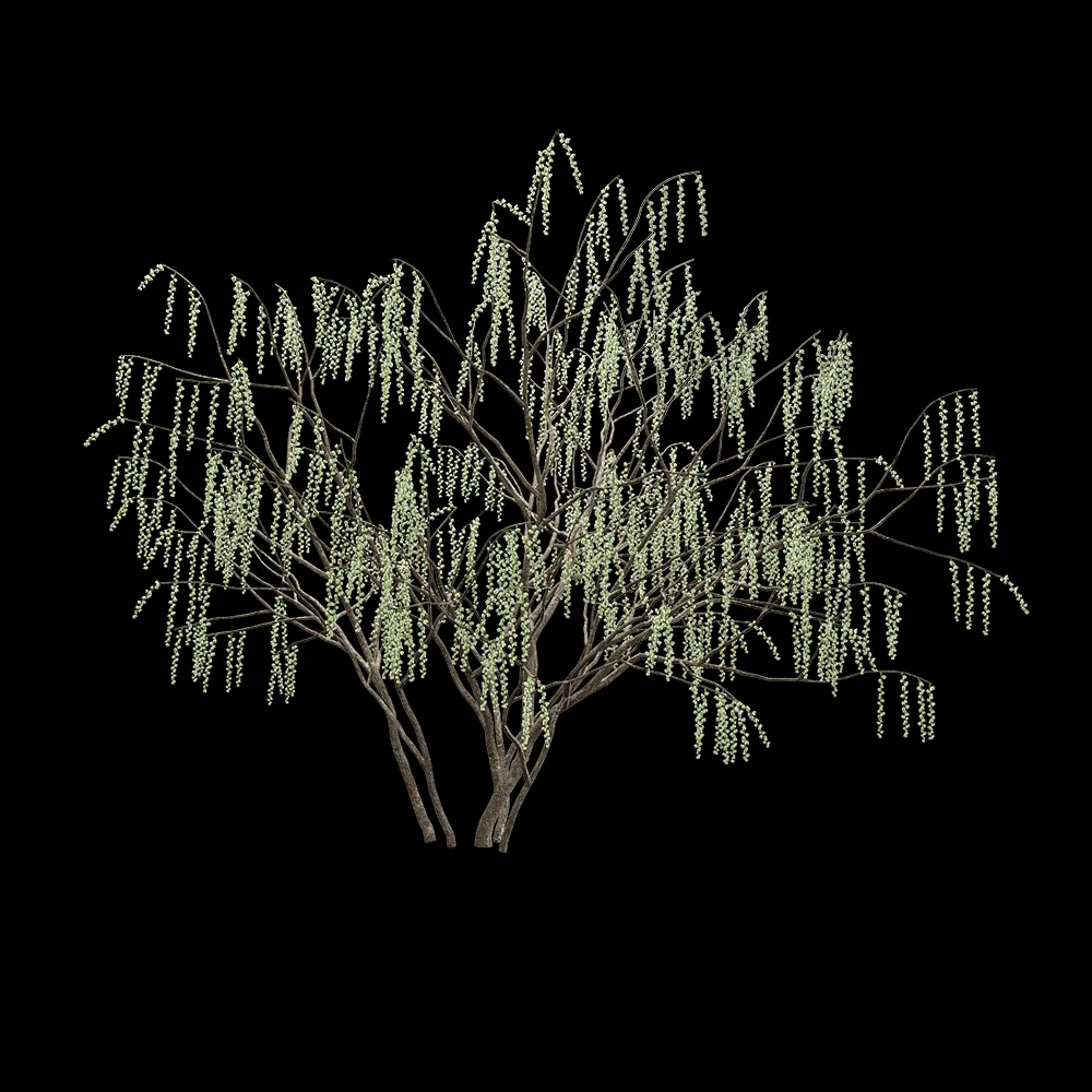 decoration – Stachyuru praecox 6 3ds Max