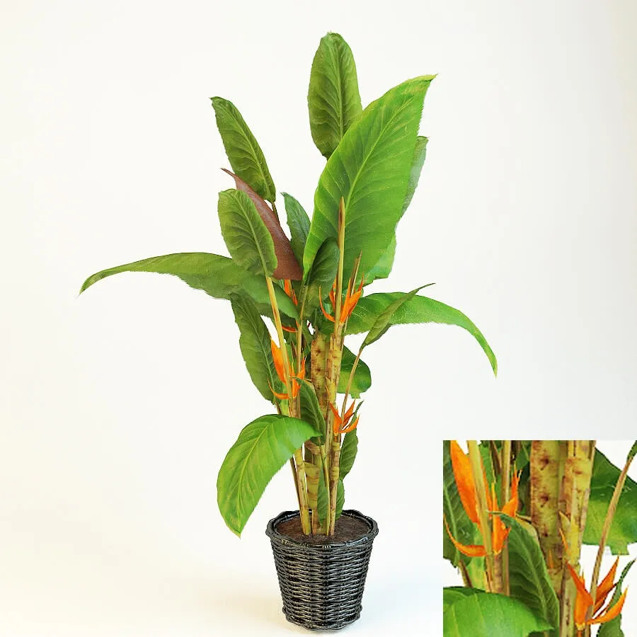 decoration – Strelitzia 3ds Max