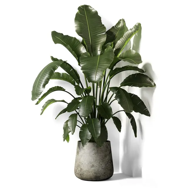 decoration – Strelitzia plant 02 3ds Max