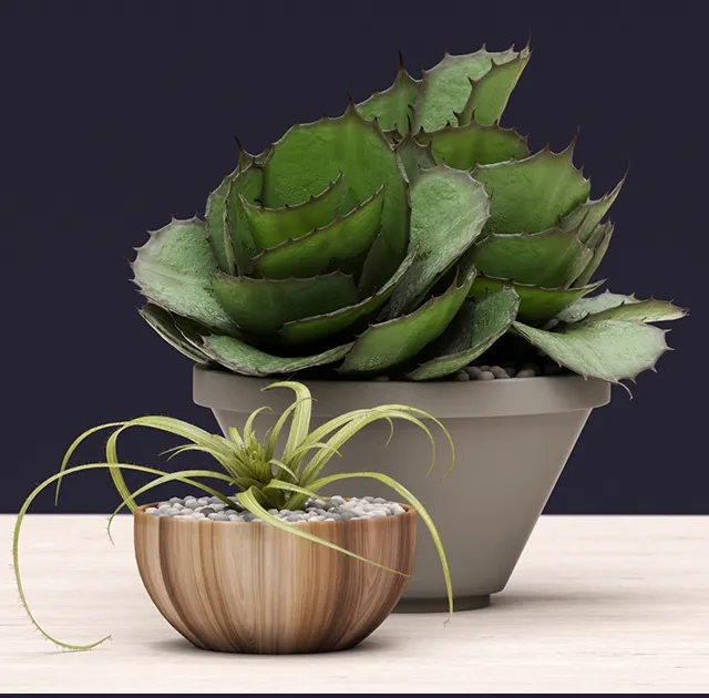 decoration – Succulents 3ds Max