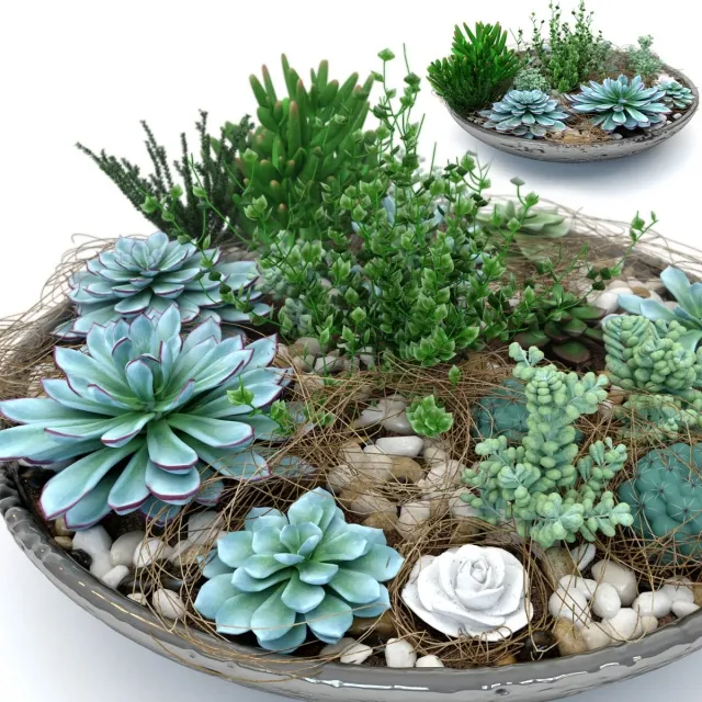 decoration – Succulentus 3ds Max