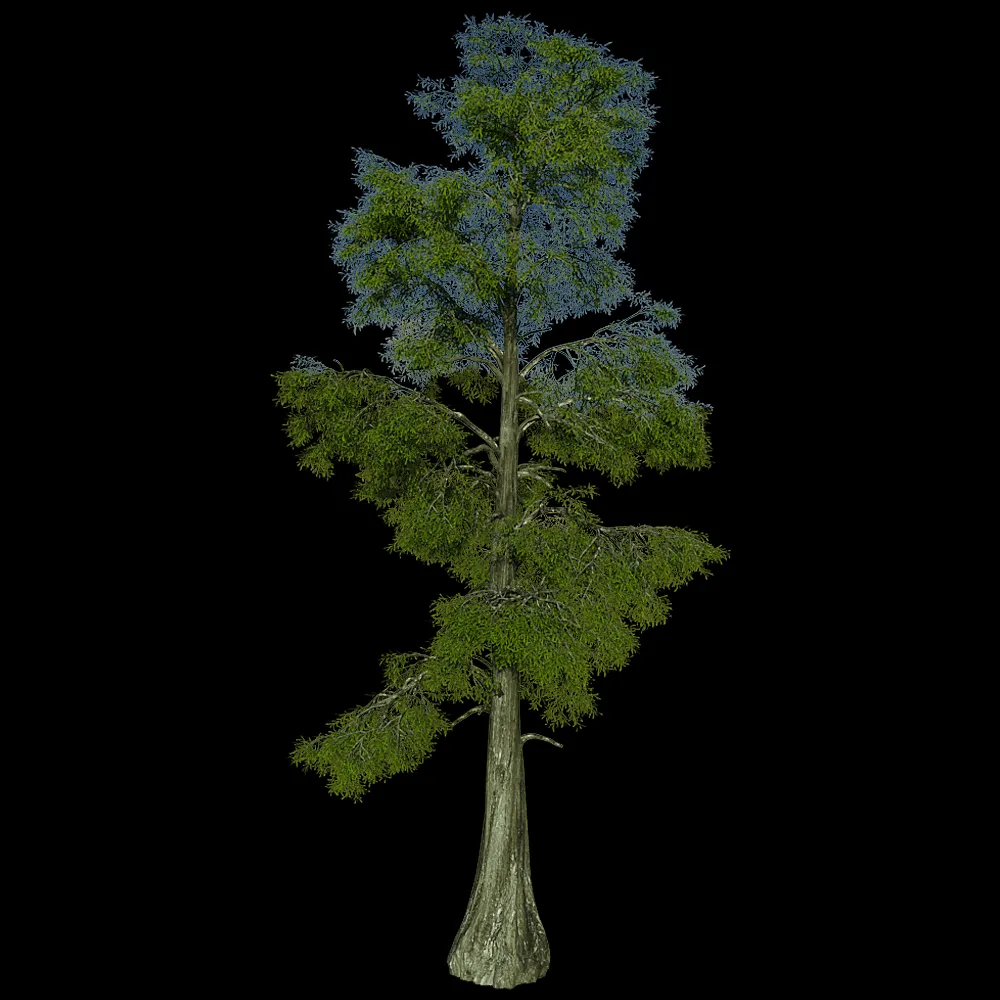 decoration – Taxodium Distichum 01 01 3ds Max