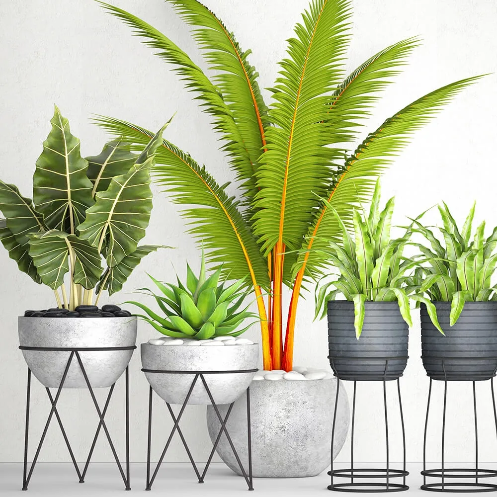 decoration – The collection of plants in pots 17 3ds Max