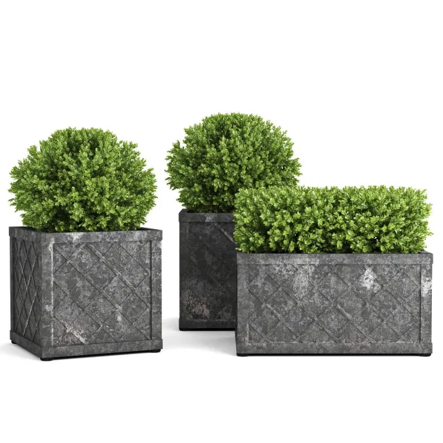 decoration – The collection of plants in pots 32 3ds Max