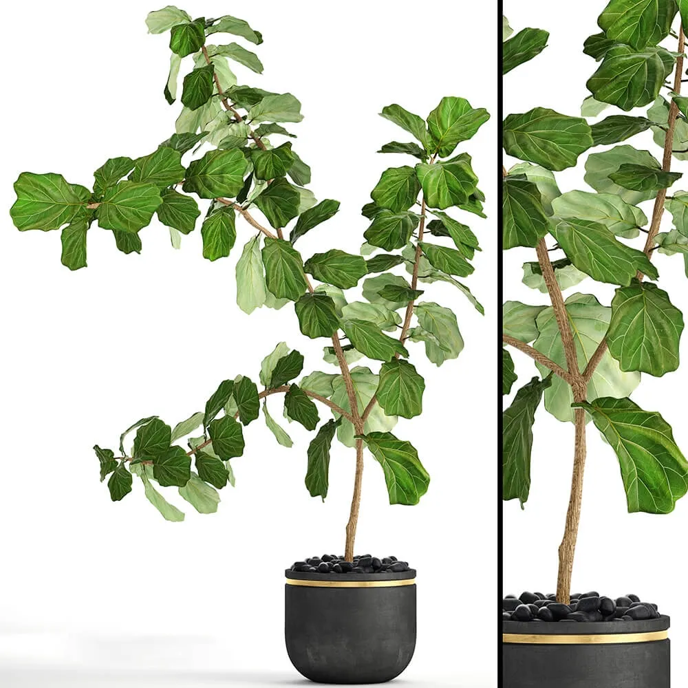 decoration – The ficus is lyrata 10 3ds Max
