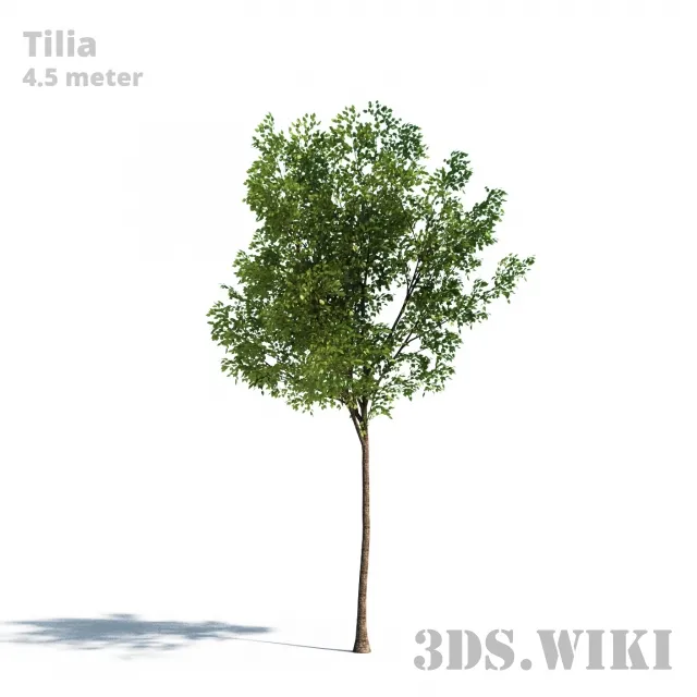 decoration – Tilia tree (Linden) 3ds Max
