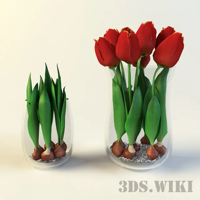 decoration – Tulip bulbs and tulips in glass vases 3ds Max