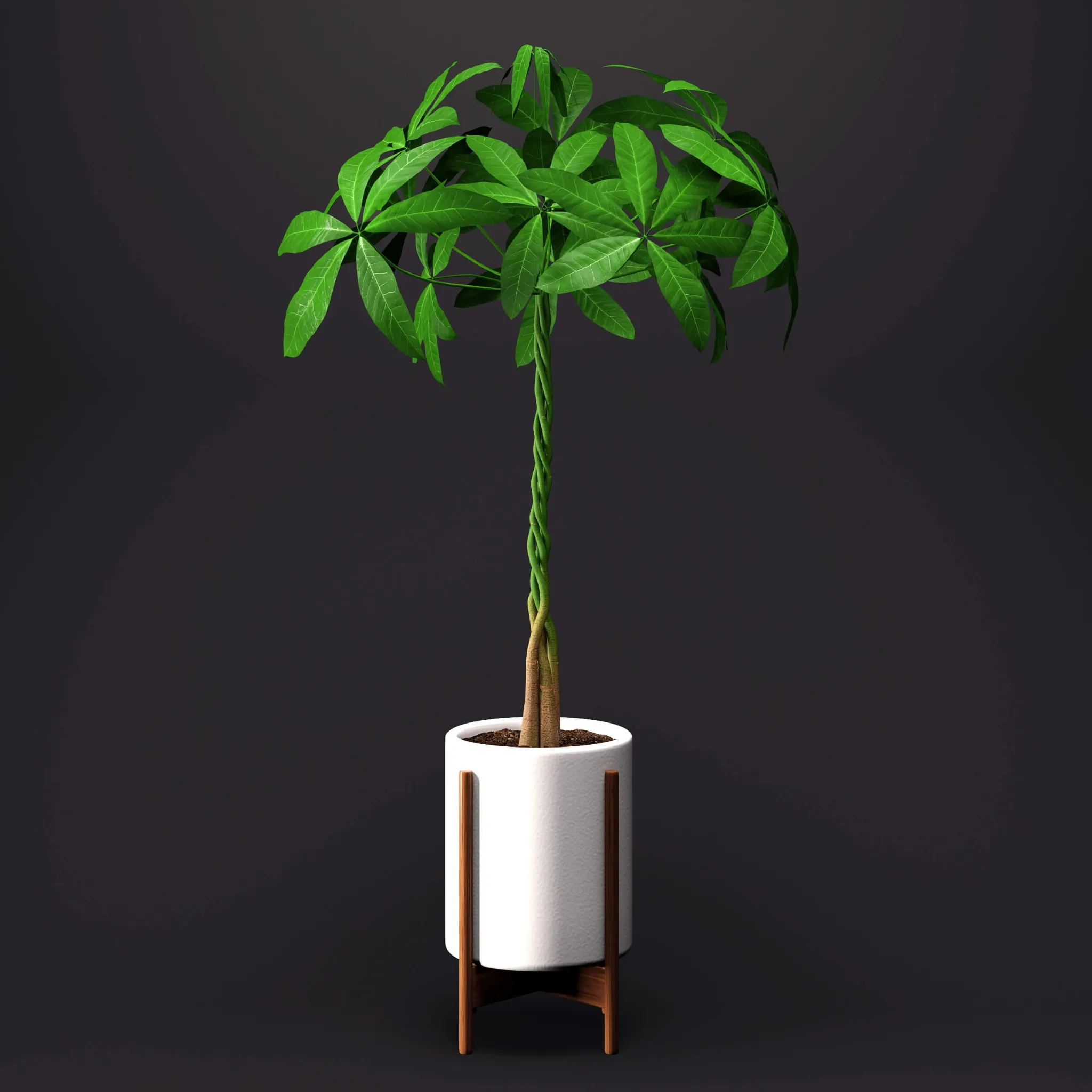 decoration – Umbrella Plant – Schefflera 3ds Max