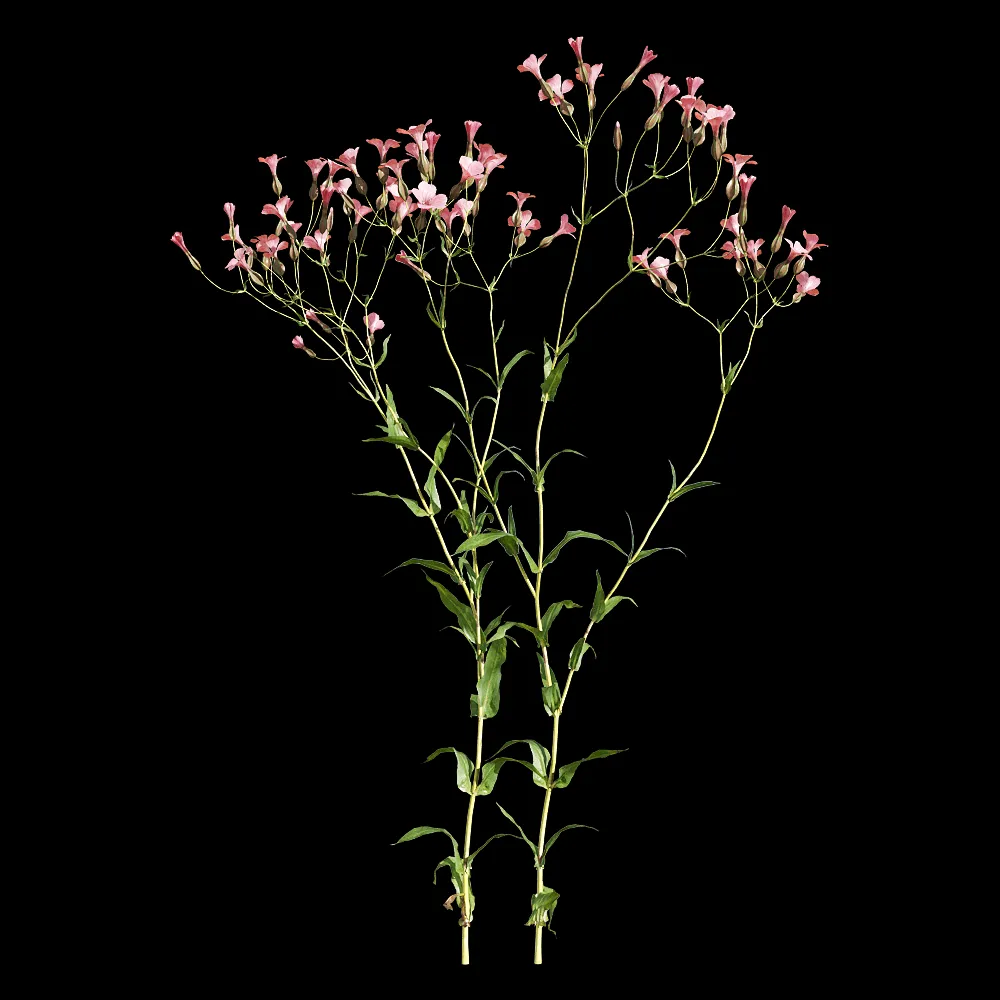 decoration – Vaccaria hispanica 2 3ds Max