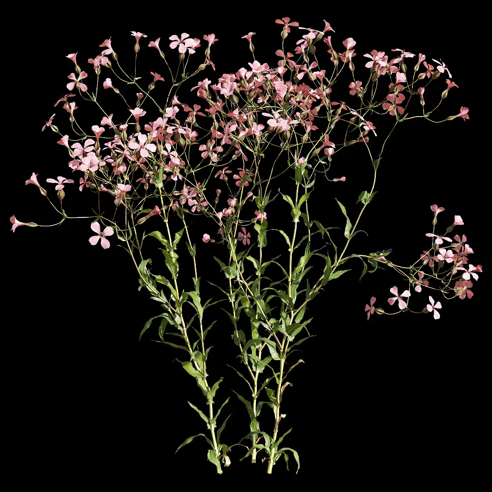 decoration – Vaccaria hispanica 3 3ds Max