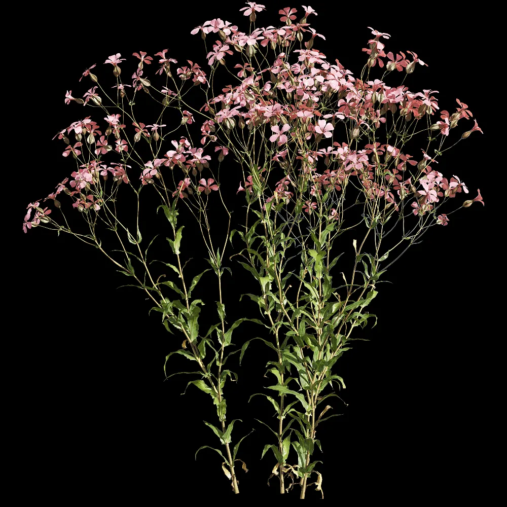 decoration – Vaccaria hispanica 4 3ds Max