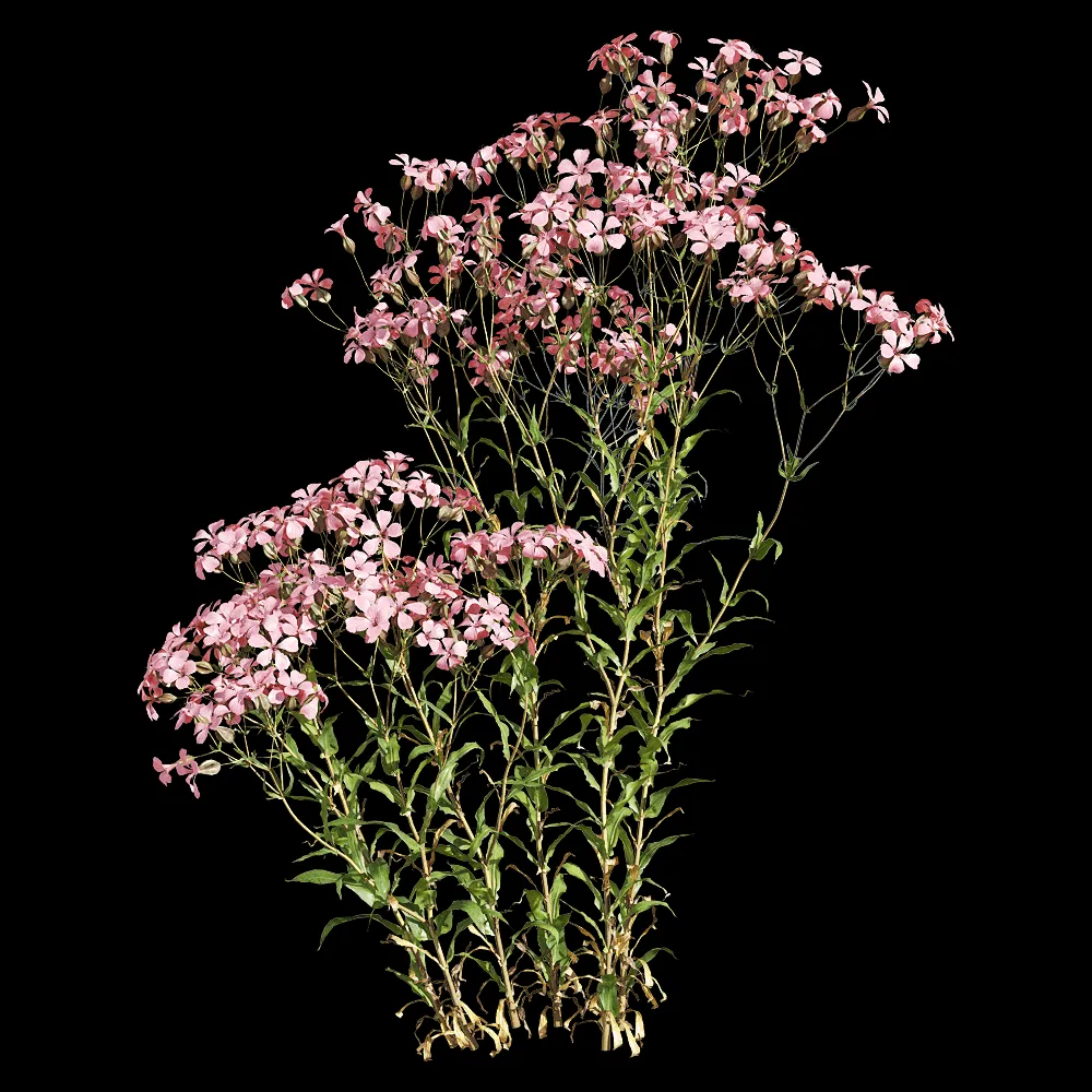 decoration – Vaccaria hispanica 5 3ds Max