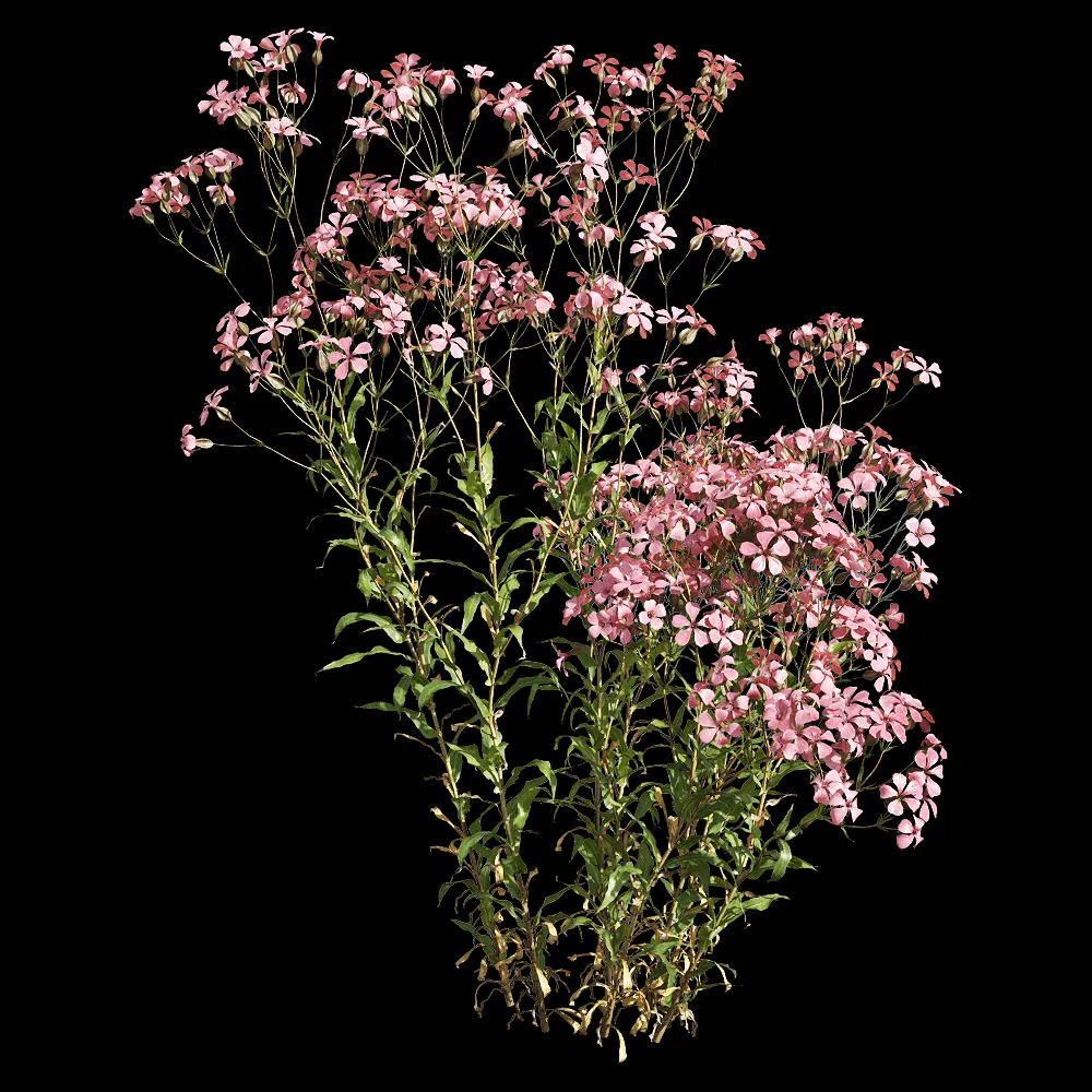 decoration – Vaccaria hispanica 6 3ds Max