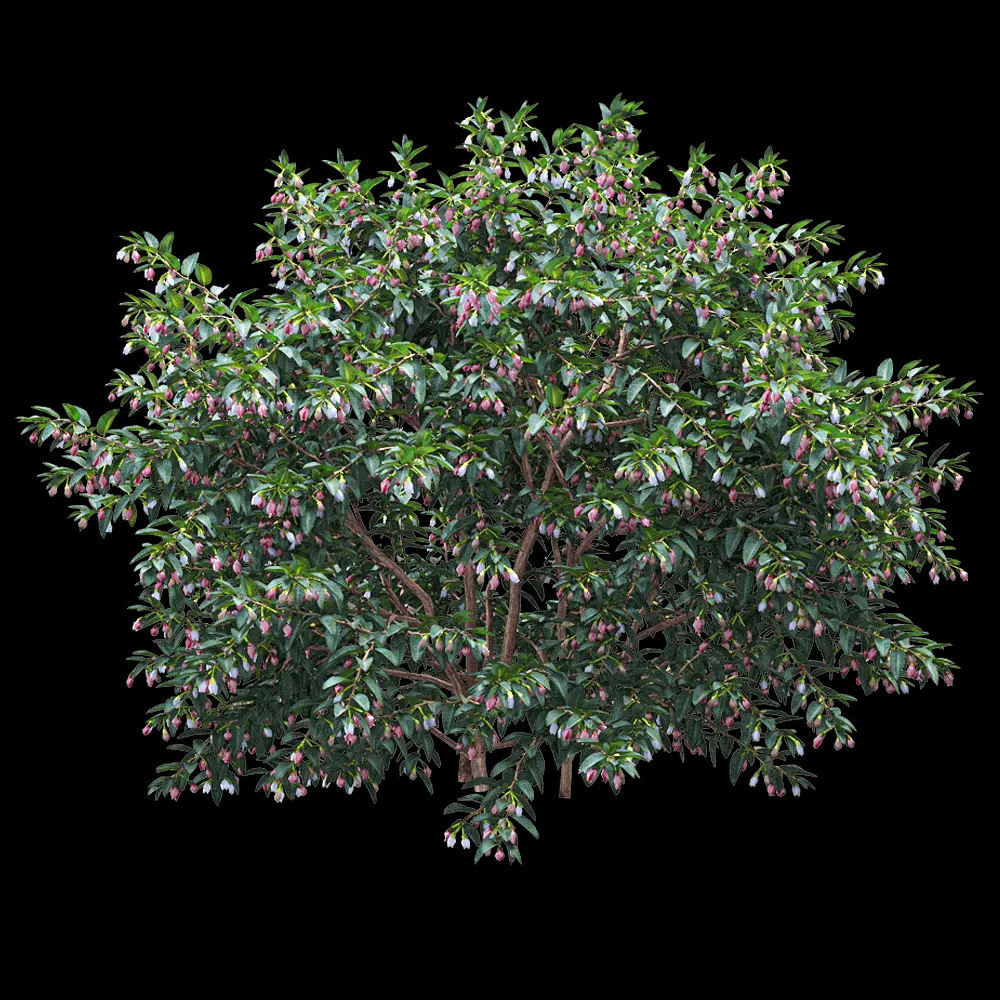 decoration – Vaccinium ovatum 1 3ds Max