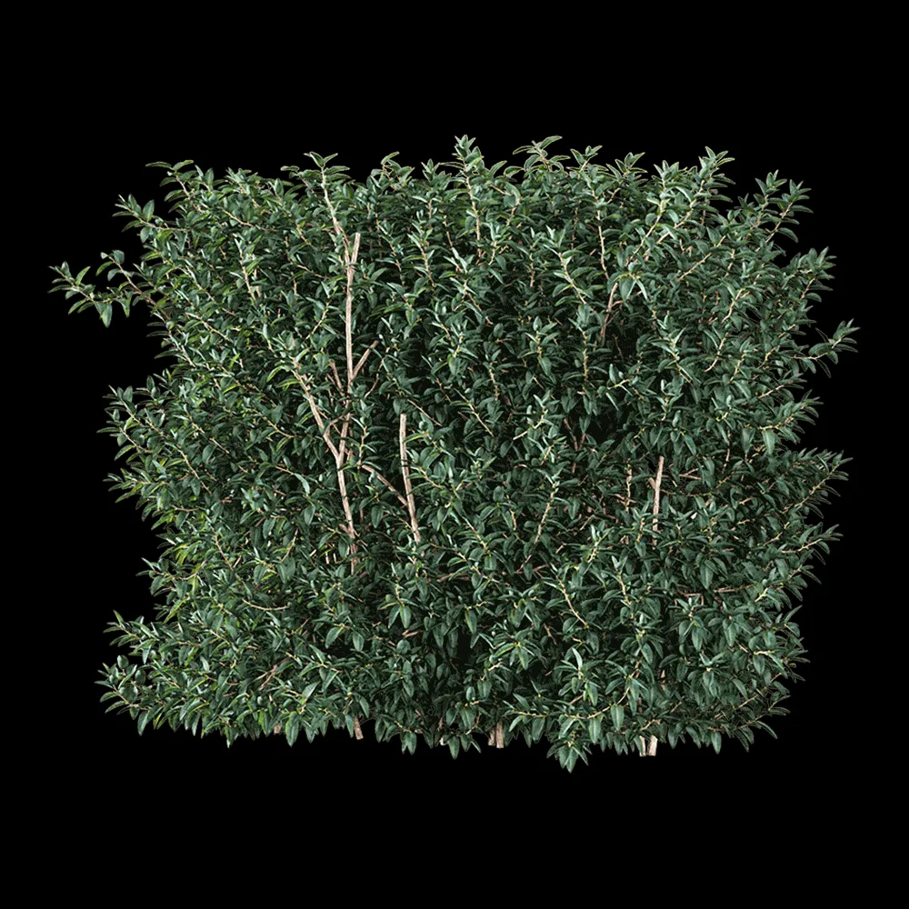 decoration – Vaccinium ovatum 3 3ds Max