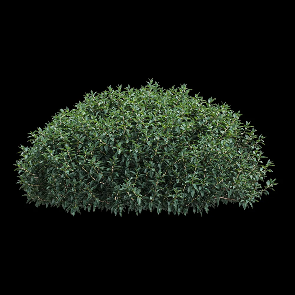 decoration – Vaccinium ovatum 4 3ds Max