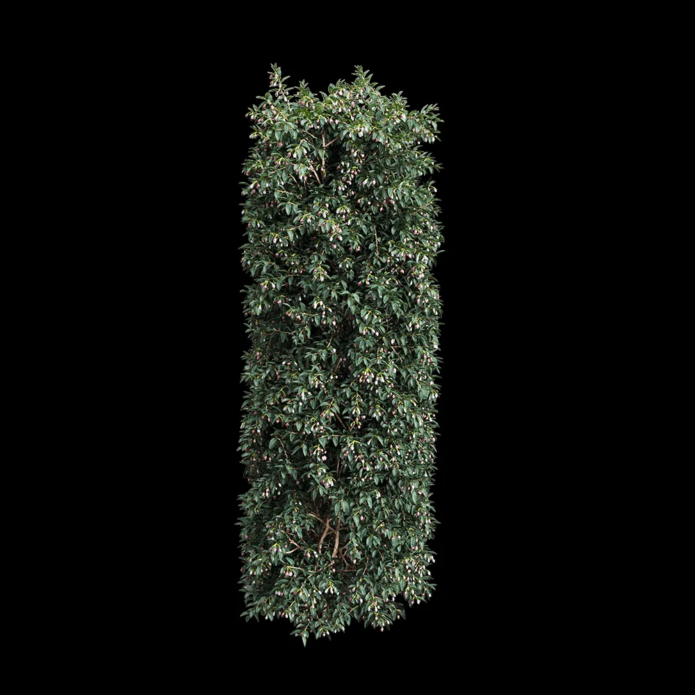 decoration – Vaccinium ovatum 5 3ds Max