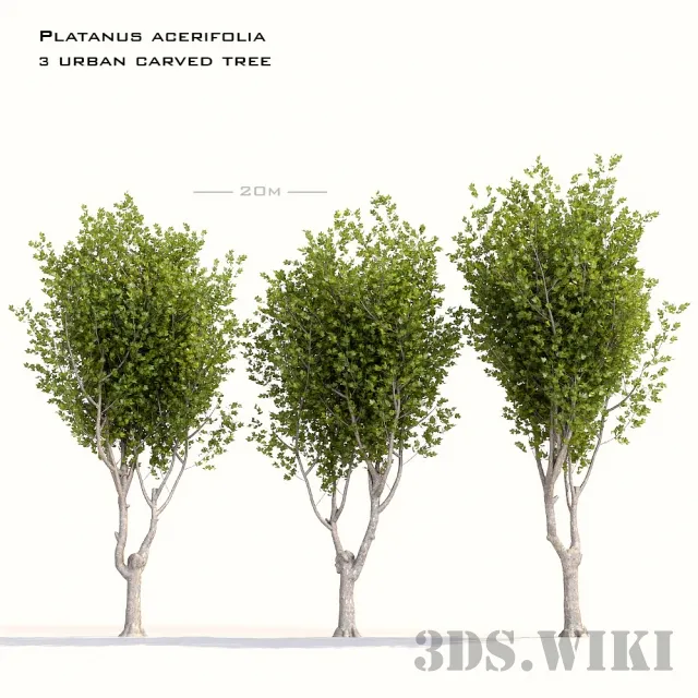 decoration – Various city trees “Maple-leaved sycamore” 3ds Max