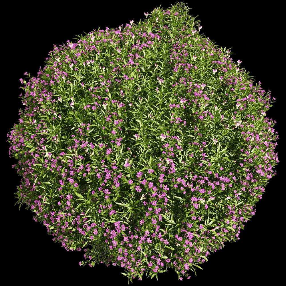 decoration – Viola tricolor 1 3ds Max