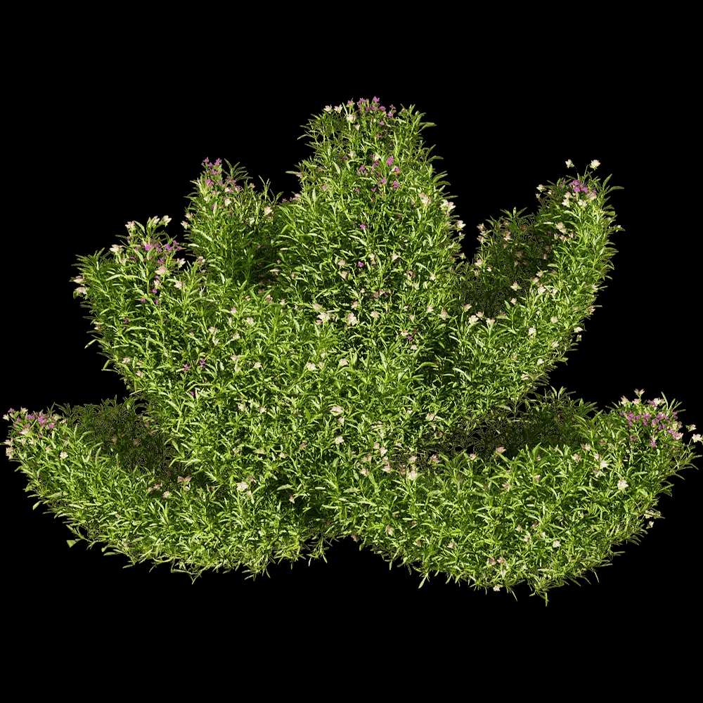 decoration – Viola tricolor 4 3ds Max