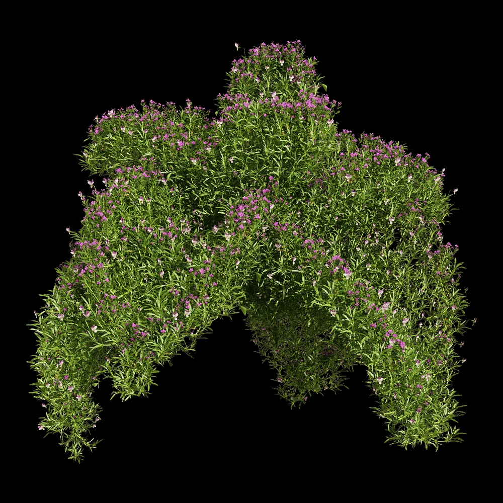 decoration – Viola tricolor 5 3ds Max