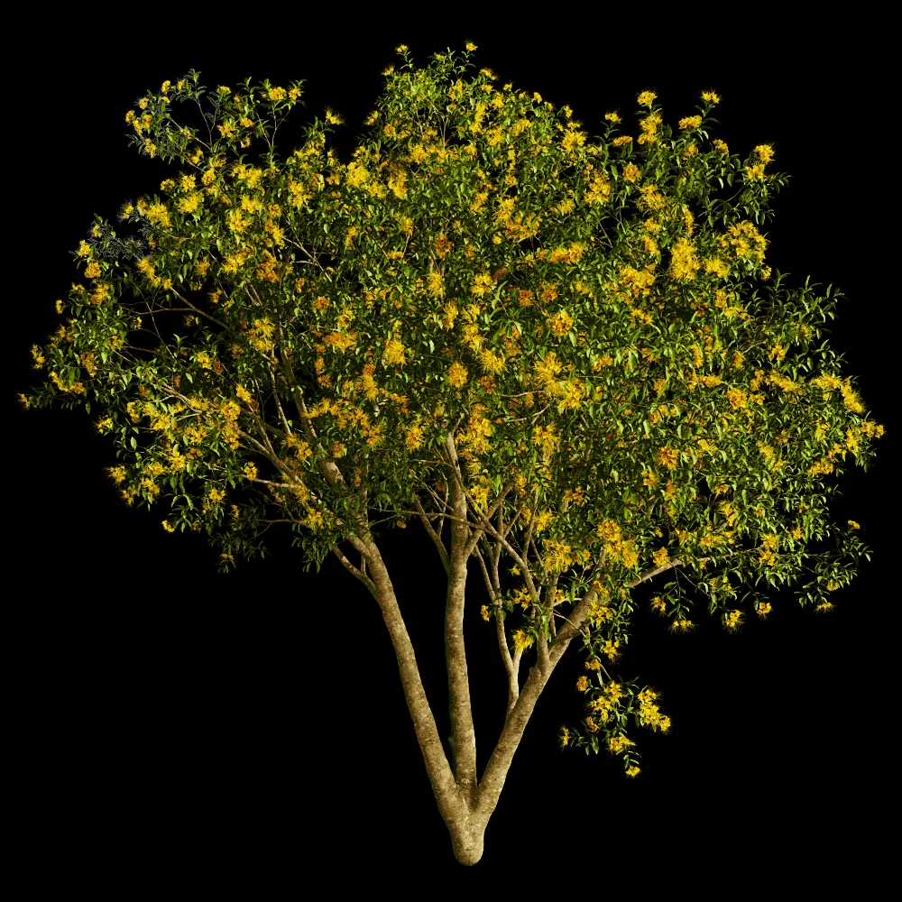 decoration – Xanthostemon Chrysanthus 01 01 3ds Max