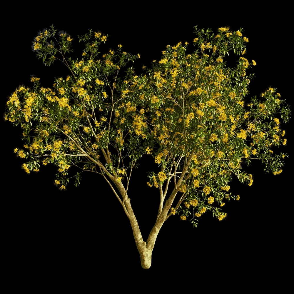 decoration – Xanthostemon Chrysanthus 01 02 3ds Max