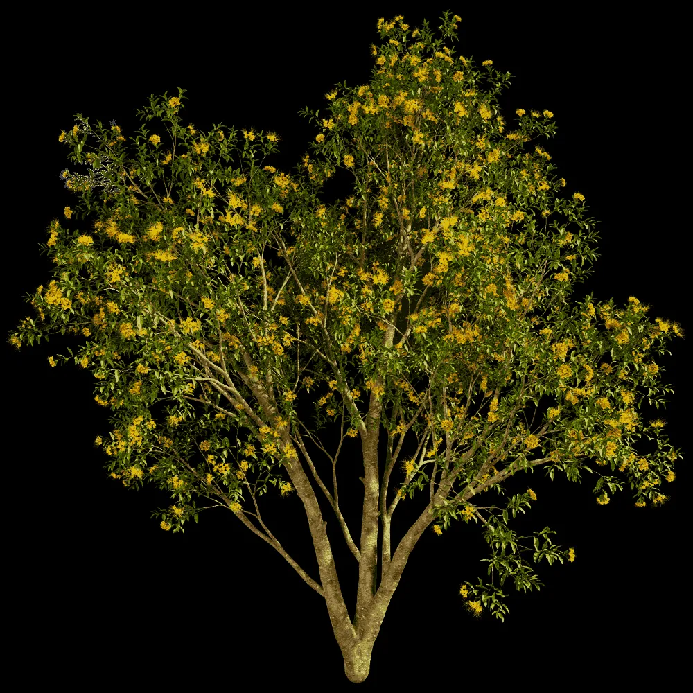 decoration – Xanthostemon Chrysanthus 01 03 3ds Max