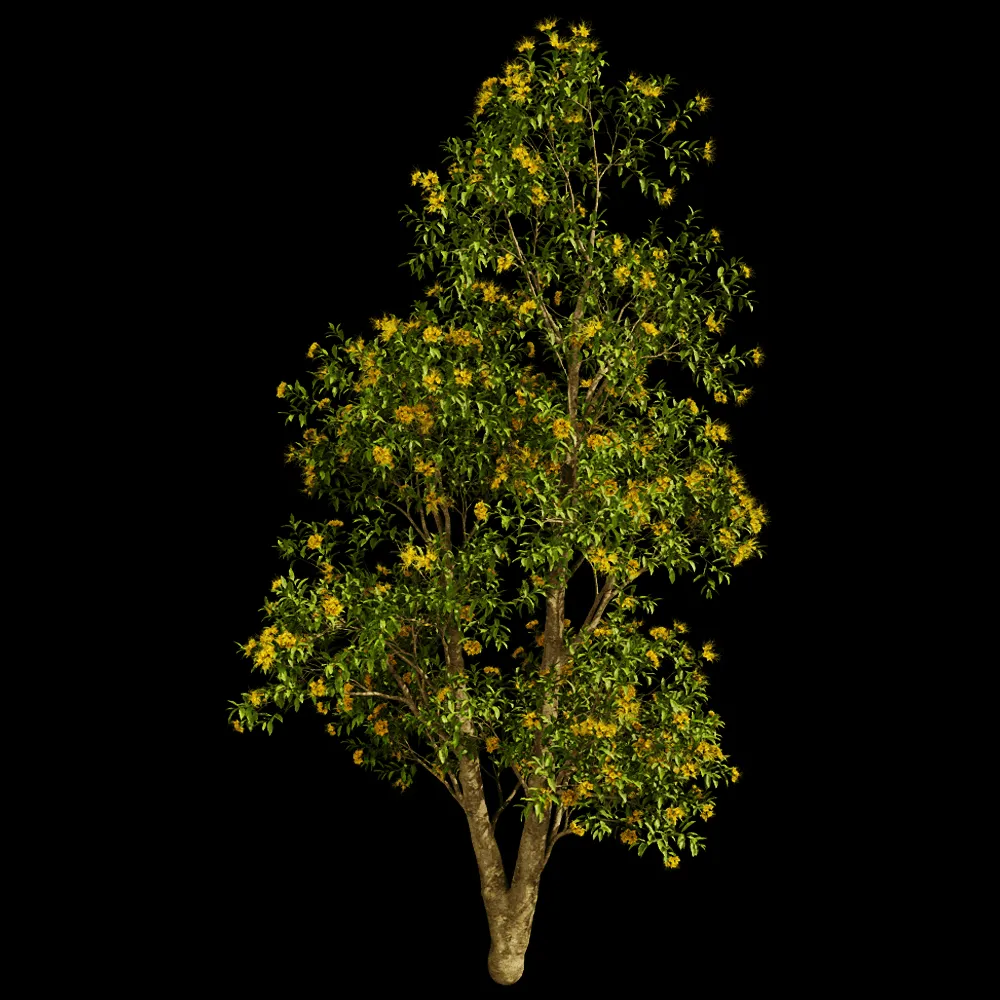 decoration – Xanthostemon Chrysanthus 01 04 3ds Max