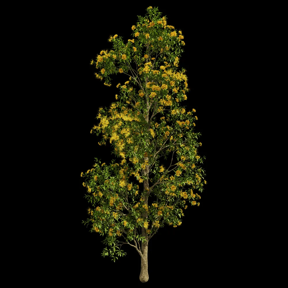 decoration – Xanthostemon Chrysanthus 01 05 3ds Max