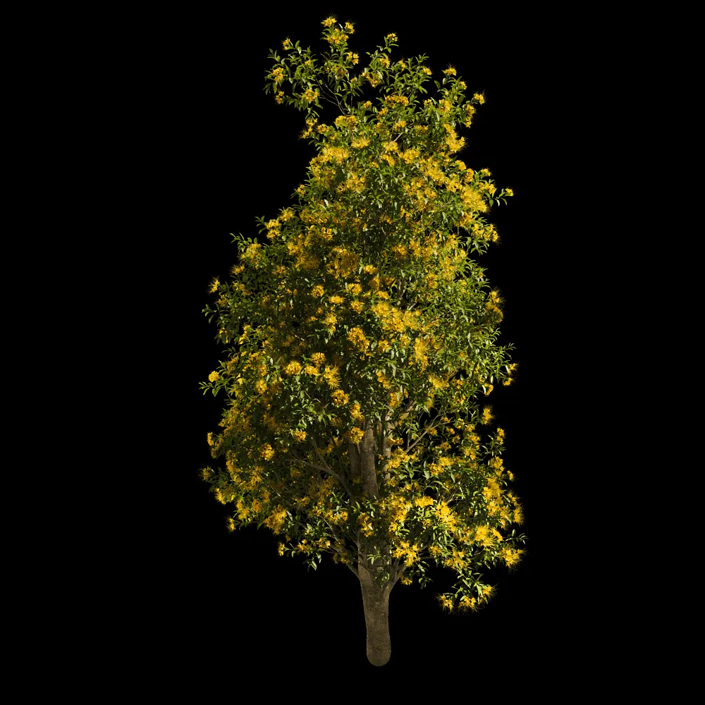 decoration – Xanthostemon Chrysanthus 01 06 3ds Max