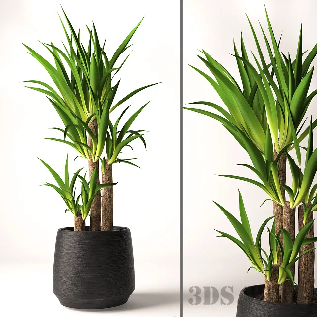 decoration – Yucca plant in a pot 3ds Max