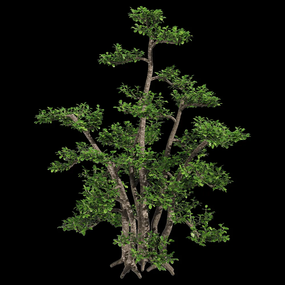 decoration – Zanthoxylum piperitum 1 3ds Max
