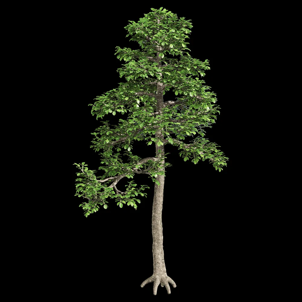 decoration – Zanthoxylum piperitum 2 3ds Max