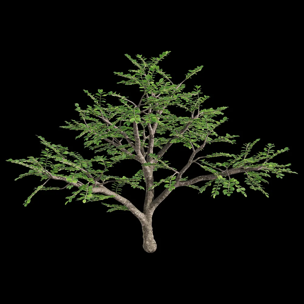 decoration – Zanthoxylum piperitum 3 3ds Max