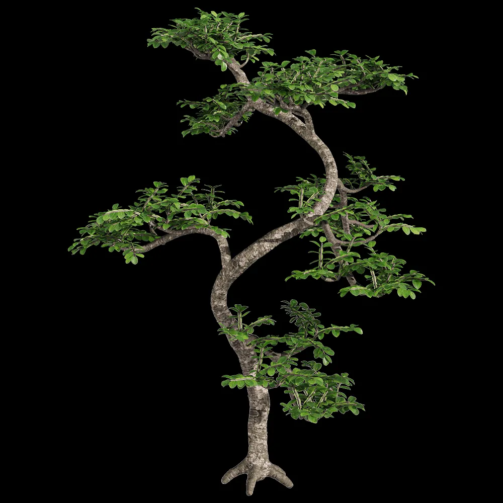 decoration – Zanthoxylum piperitum 4 3ds Max