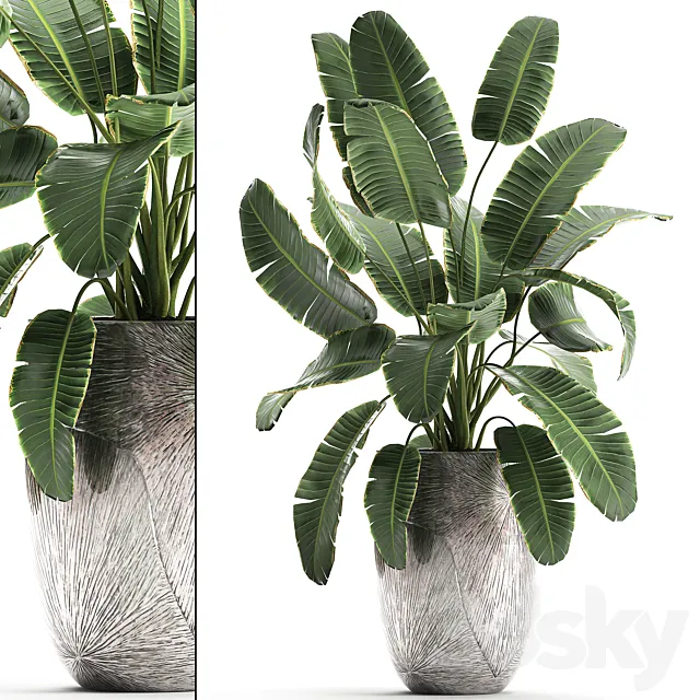 Decorative banana palm is an exotic strelitzia plant in a luxury pot luxury. Set 794. 3DS Max Model