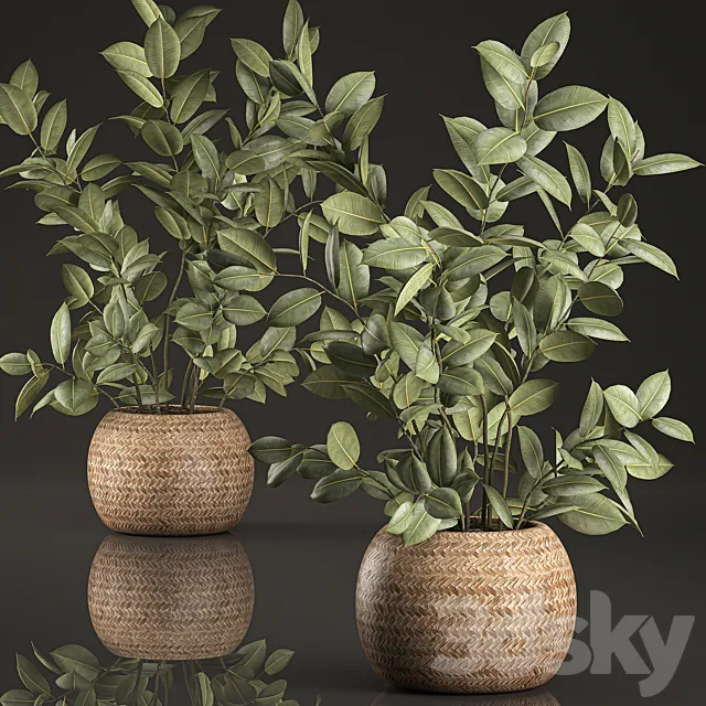 Decorative lush small ficus tree bush in a round rattan basket with rubber-bearing elastic. Set 633. 3ds Max