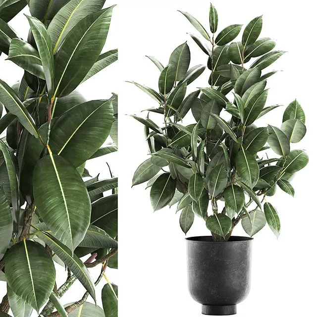 Decorative lush small tree 852 3dsMax Model